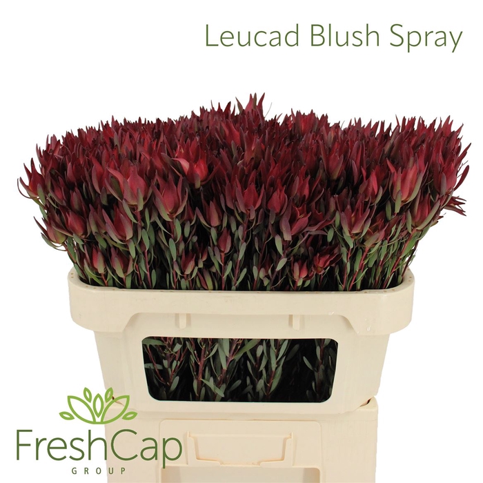 <h4>Leucad Blush Spray</h4>