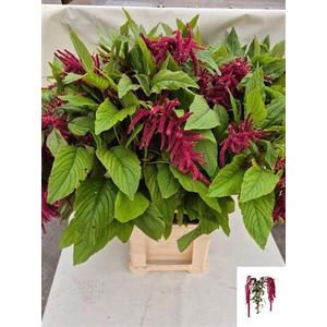 Amar Ca Red Cord