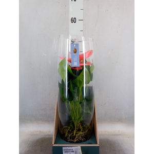 Anthurium  'Karma Pink'