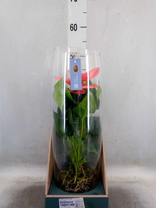 <h4>Anthurium  'Karma Pink'</h4>