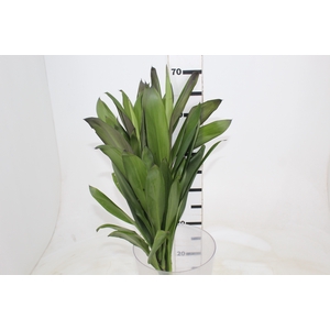 FOLHAGEM DRACENA POA