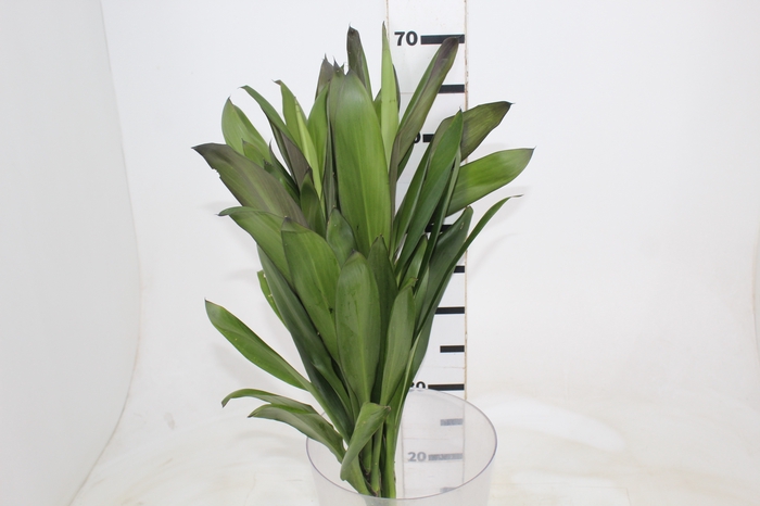 <h4>FOLHAGEM DRACENA POA</h4>