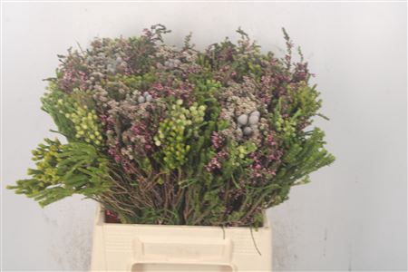 Erica Bqt Cape Mix Naturel