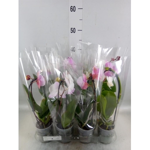 Phalaenopsis  'Elegant Cascade'