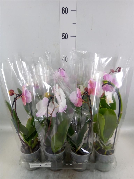 <h4>Phalaenopsis  'Elegant Cascade'</h4>