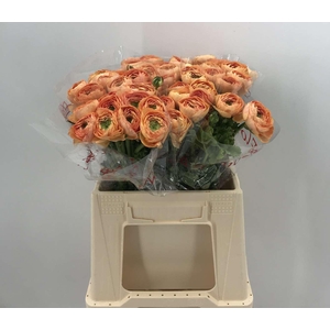 Ran Suc 1st Salmone 750