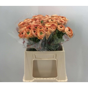 Ran Suc 1st Salmone 898