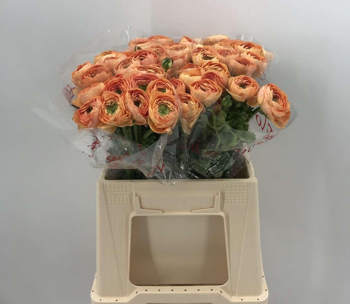 <h4>Ran Suc 1st Salmone 898</h4>