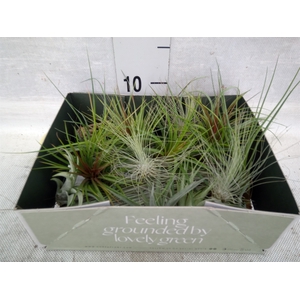 Tillandsia