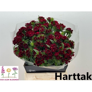 Di Barb Sweet Will Red