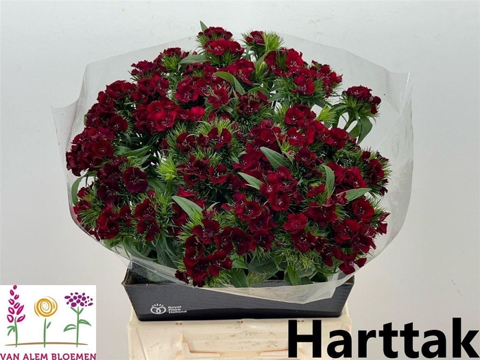 <h4>Di Barb Sweet Will Red</h4>