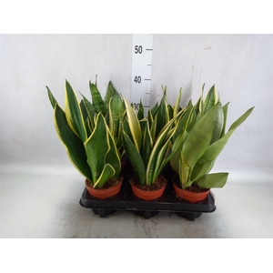 Sansevieria trifa.   ...