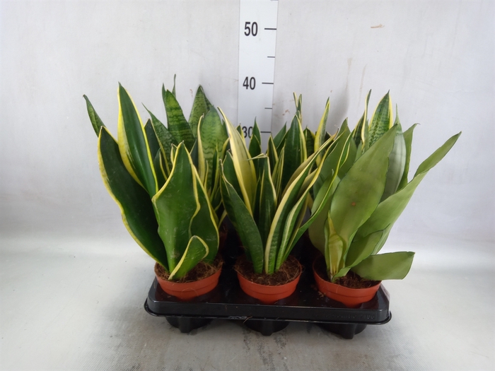 Sansevieria trifa.   ...