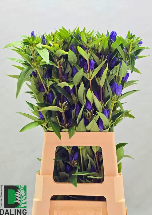 <h4>GENTI JUST BLUE</h4>
