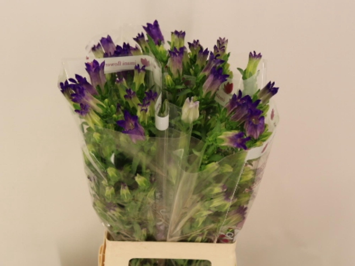 <h4>CAMP M CHAMPION BLUE</h4>