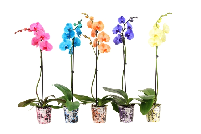 <h4>Potcover I Am Coloured Phal I Am Mix 1T9+</h4>