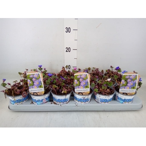 Anemone blanda 'Blue Shades'