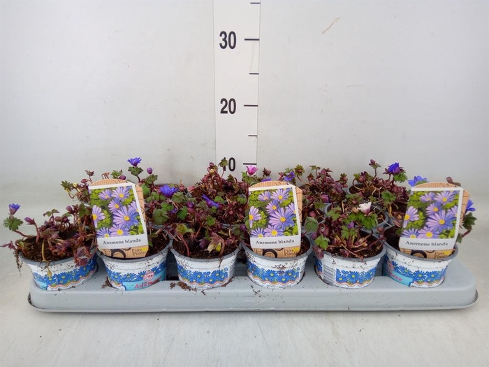 <h4>Anemone blanda 'Blue Shades'</h4>