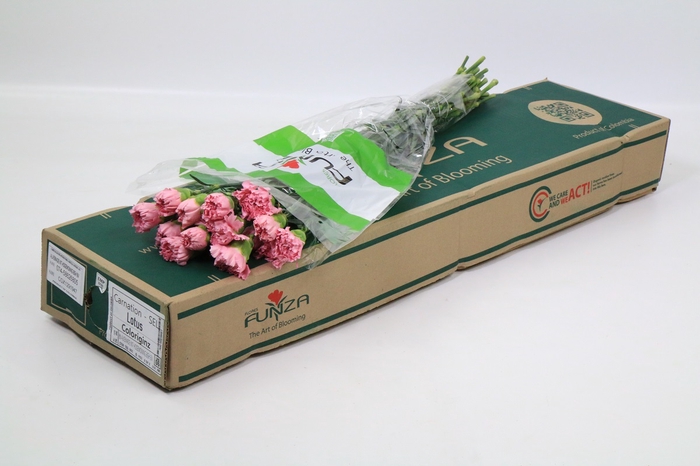 <h4>Dianthus St Lotus</h4>