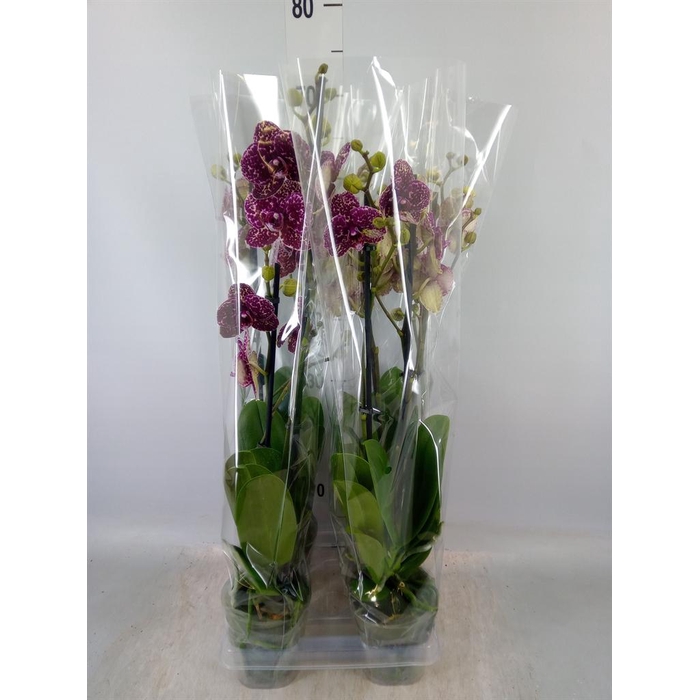 <h4>Phalaenopsis 'Wildcat'</h4>