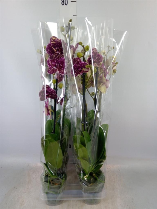 <h4>Phalaenopsis  'Wildcat'</h4>