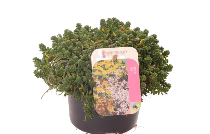 <h4>Sedum Album Coral Carpet</h4>