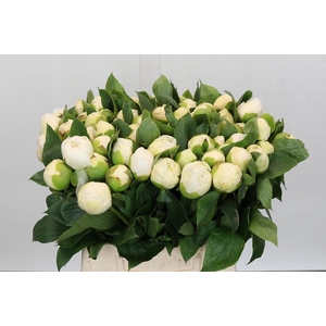 Paeonia Bridal Shower