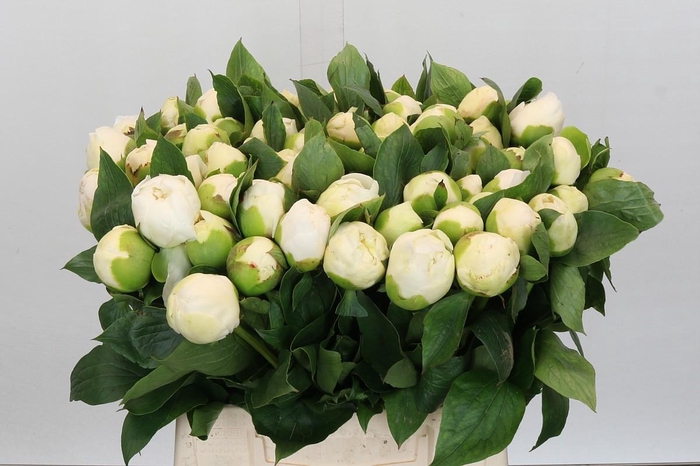 <h4>Paeonia Bridal Shower</h4>