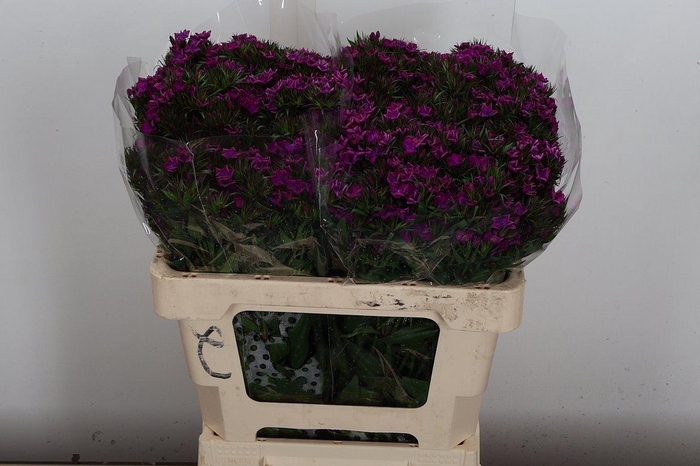 <h4>Di Barb Am Neon Purp</h4>