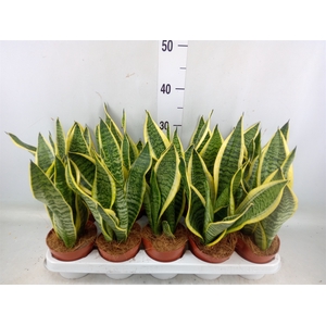 Sansevieria trifa. 'Futura Superba'