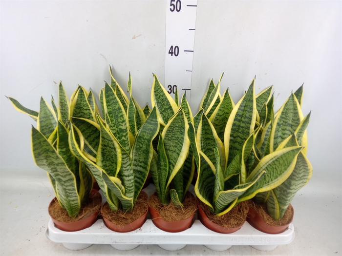 <h4>Sansevieria trifa. 'Futura Superba'</h4>