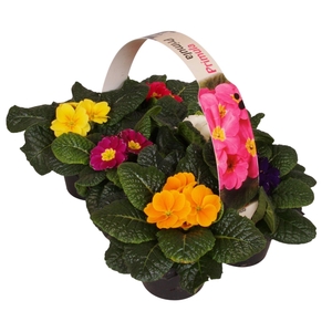 Primula Acaulis 6 pack