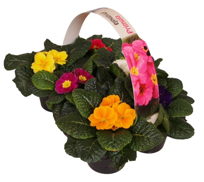 <h4>Primula Ac Gemengd 6Pack</h4>