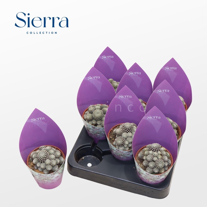 <h4>Sulcorebutia Heliosoides (Sierra)</h4>