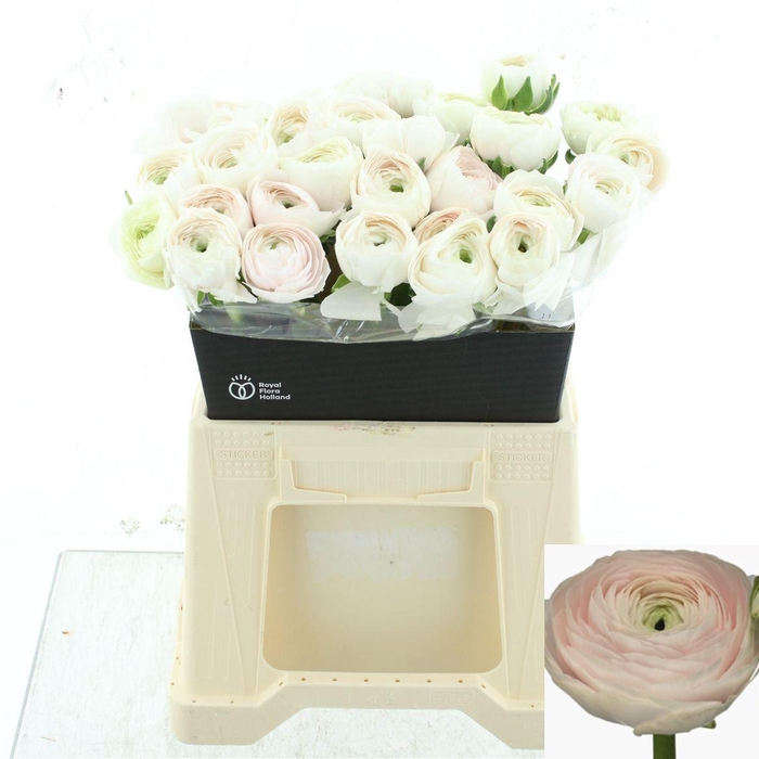 <h4>RAN SU HANOI</h4>