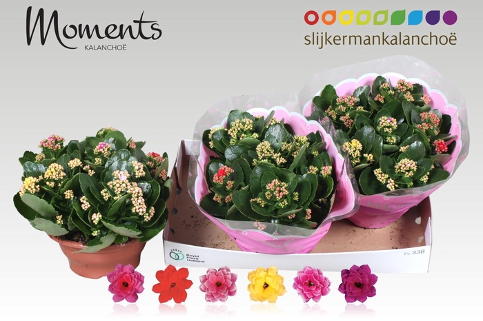 <h4>KAL GE GEM I POT</h4>