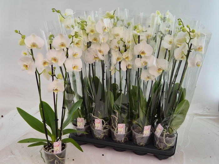 <h4>PHAL OV WIT</h4>