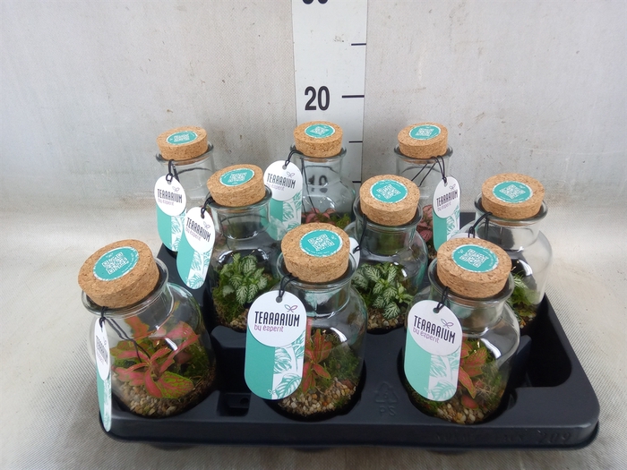 <h4>Arr.   Planten L%</h4>