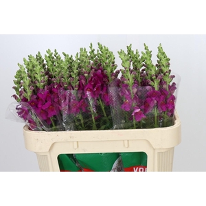 Antirrhinum majus Cannes Purple