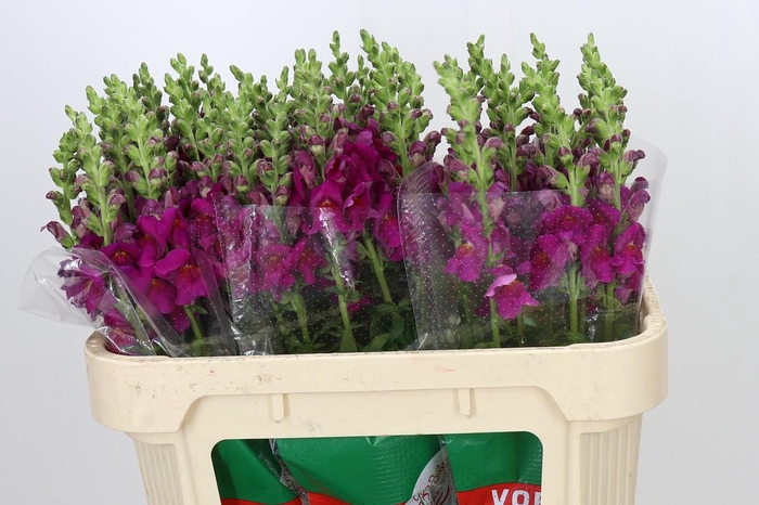 <h4>Antirrhinum majus Cannes Purple</h4>