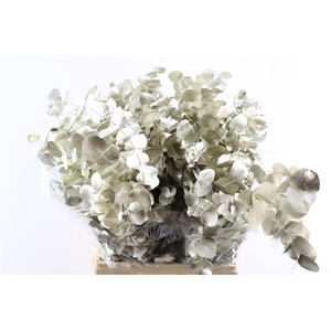 Euca Cinerea Platina P Bunch
