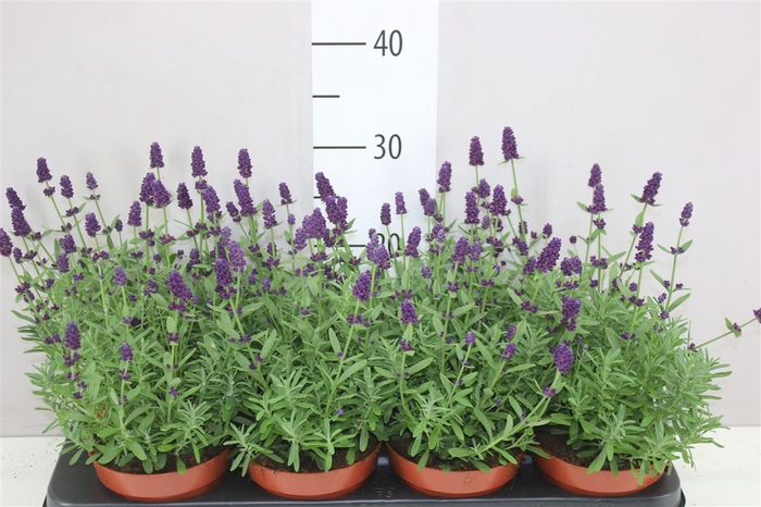 <h4>Lavandula An Hidcote</h4>
