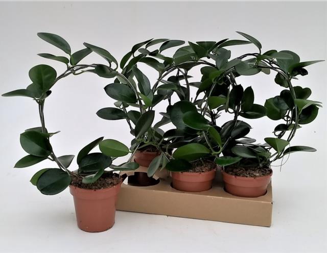HOYA AUSTRALIS
