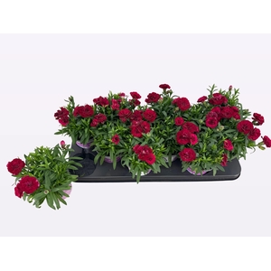 DIAN OSC PURPLE WING