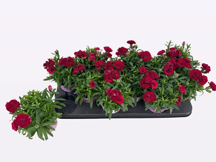 <h4>DIAN OSC PURPLE WING</h4>