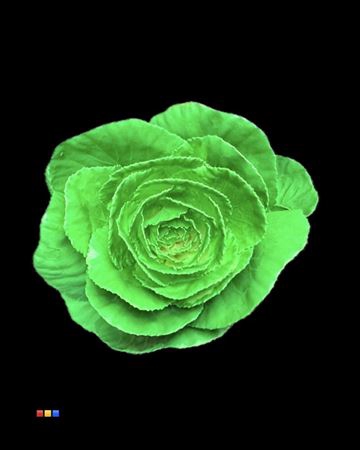 <h4>Brassica Green</h4>