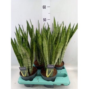 Sansevieria trifa.   ...