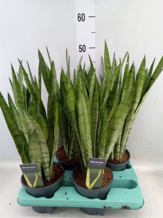 <h4>Sansevieria trifa.   ...</h4>