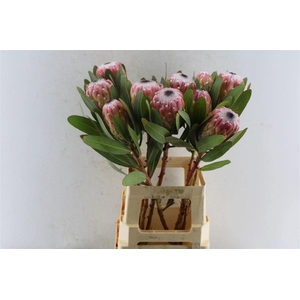 Protea Susara