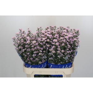 Aster Claudia